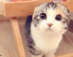 娱乐吃瓜君 折耳猫,折耳猫的神秘魅力与争议