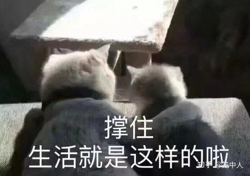 吃瓜娱乐文案搞笑图片